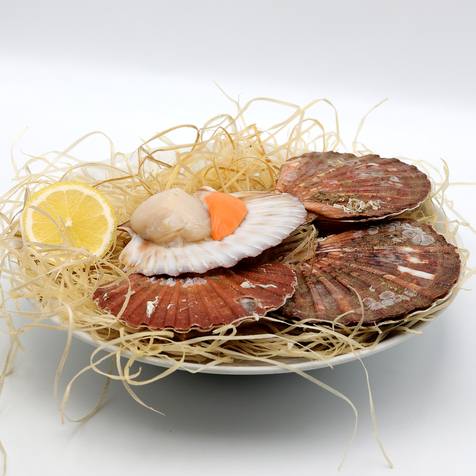 Coquilles Saint-Jacques