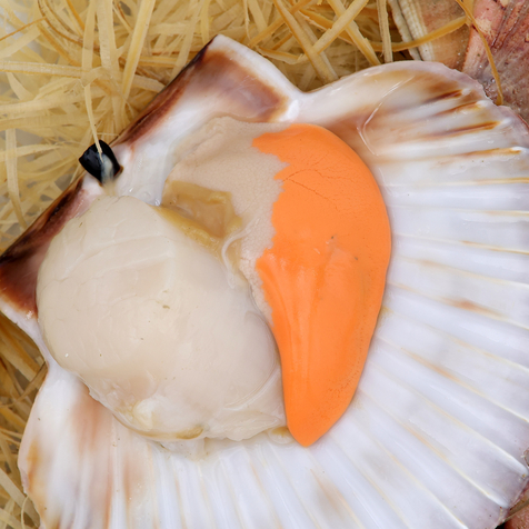Coquilles Saint-Jacques